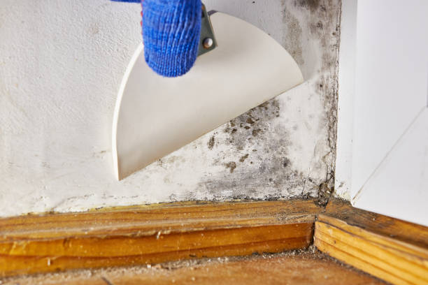 Martins Ferry, OH Mold Removal Company